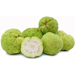 Sementes de Laranjeira-de-osage (Maclura pomifera) - 1.755