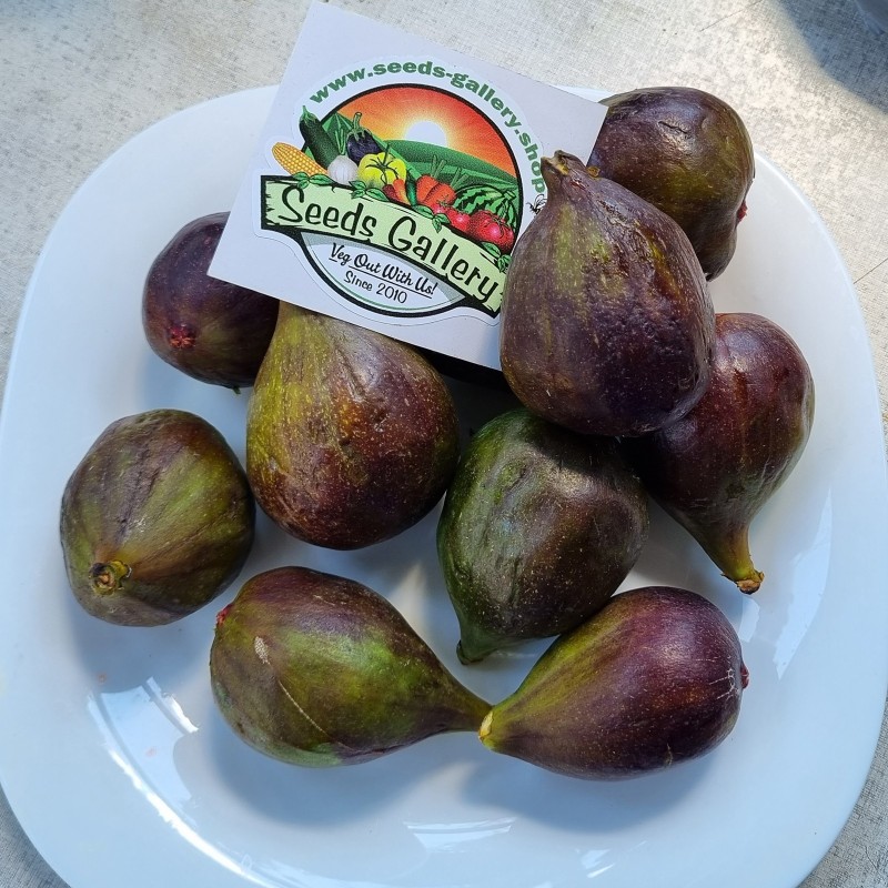 Nasiona czarnej greckiej figi królewskiej - Vasilika Mavra | Seeds Shop Store