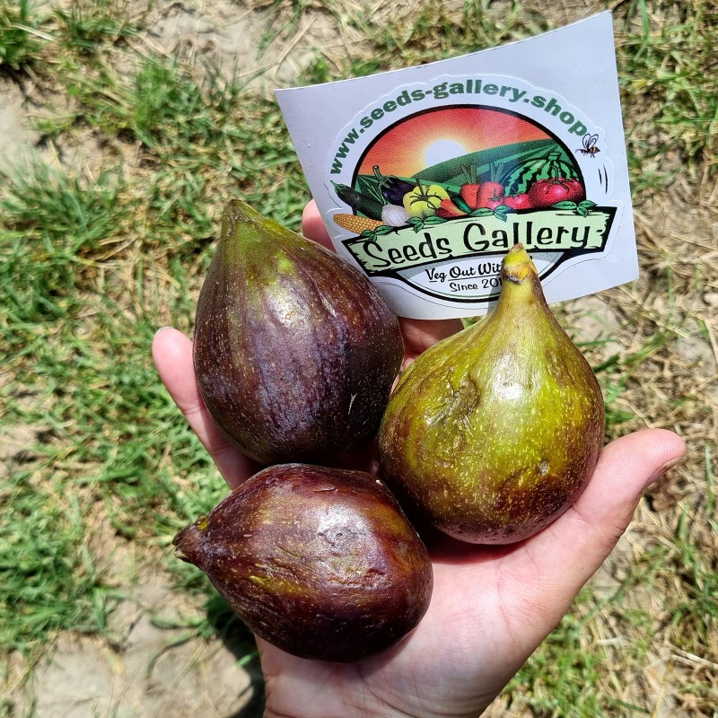 Nasiona czarnej greckiej figi królewskiej - Vasilika Mavra | Seeds Shop Store