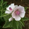 Sementes de malva-branca (Althaea officinalis) | Seeds Shop Store