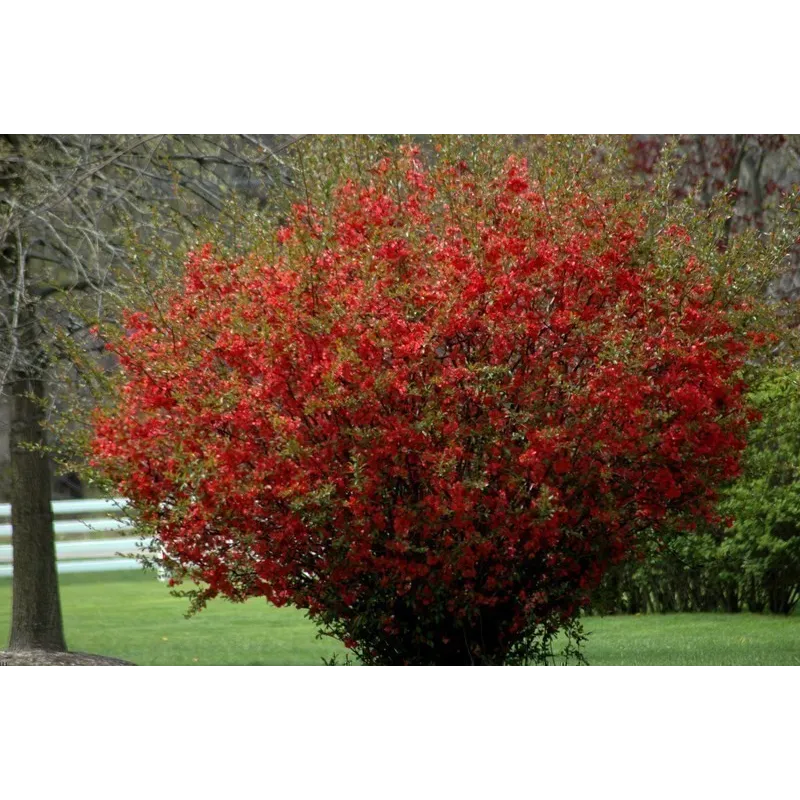 Flowering Quince Seeds (Chaenomeles Japonica) | Seeds Shop Store