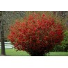 Flowering Quince Seeds (Chaenomeles Japonica) | Seeds Shop Store