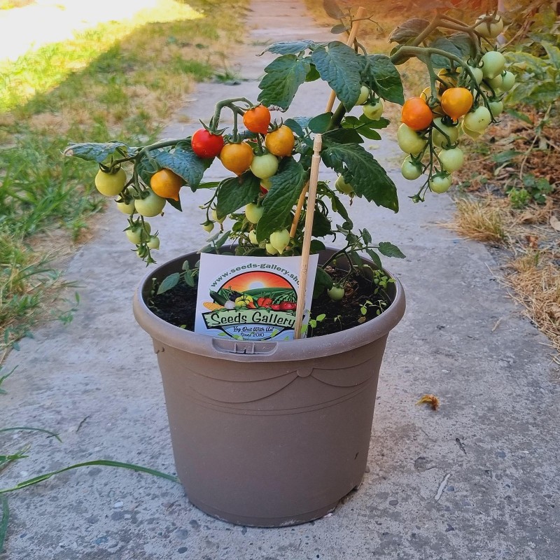 Sementes de tomate anão evita | Seeds Shop Store