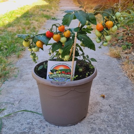 Sementes de tomate anão evita | Seeds Shop Store