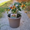Sementes de tomate anão evita | Seeds Shop Store
