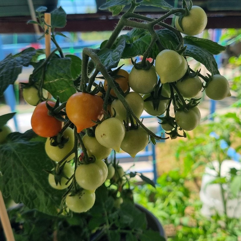 Sementes de tomate anão evita | Seeds Shop Store