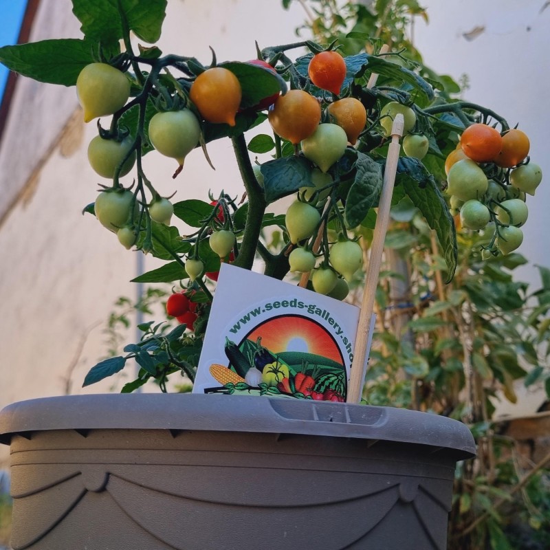 Sementes de tomate anão evita | Seeds Shop Store