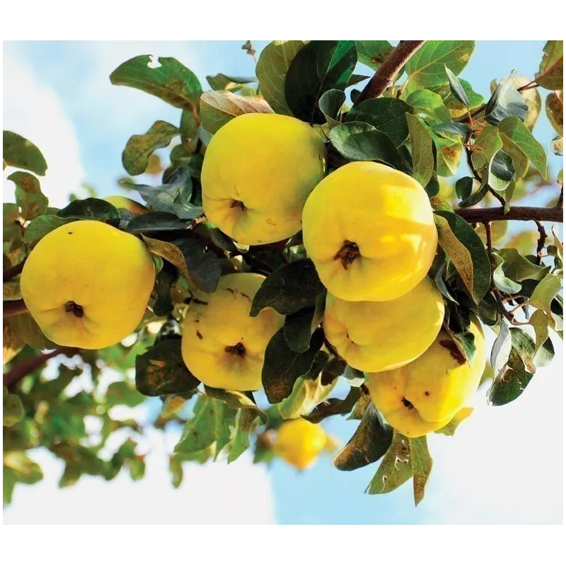 Semillas de Membrillo Japonés (Chaenomeles Japonica) | Seeds Shop Store