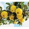 Flowering Quince Seeds (Chaenomeles Japonica) | Seeds Shop Store