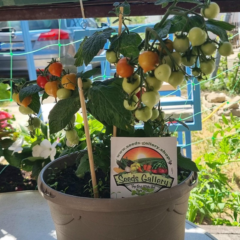 Sementes de tomate anão evita | Seeds Shop Store