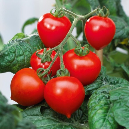 Sementes de tomate anão evita | Seeds Shop Store