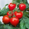 Sementes de tomate anão evita | Seeds Shop Store