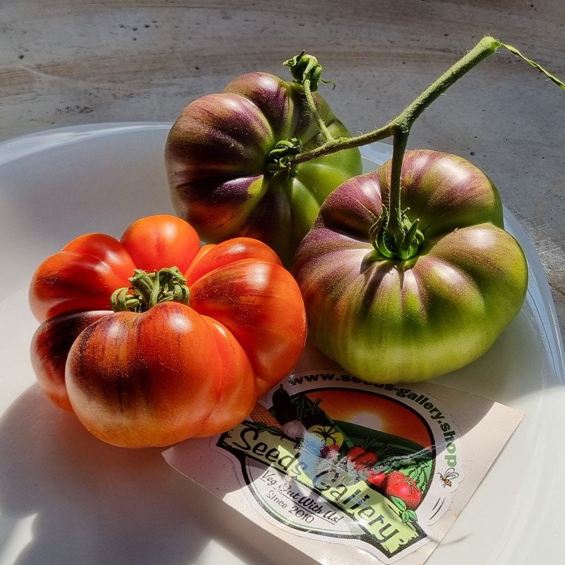 بذور طماطم مار آزول | Seeds Shop Store