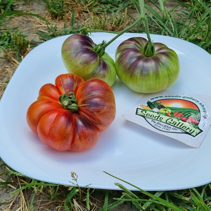 بذور طماطم مار آزول | Seeds Shop Store