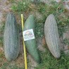 Giant Armenian reticulate Cucumber Melon seeds | Seeds Shop Store