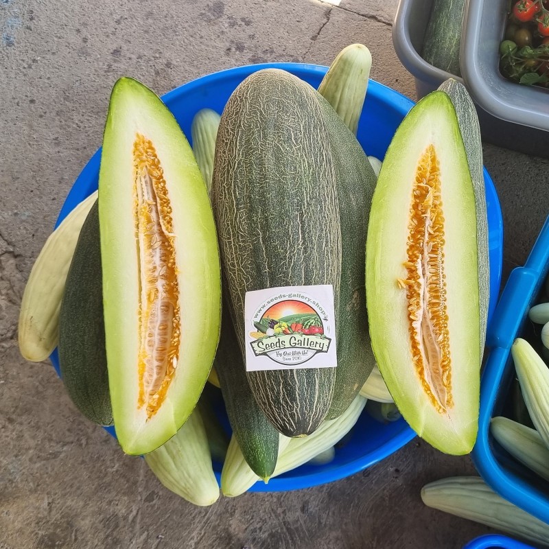 Giant Armenian reticulate Cucumber Melon seeds | Seeds Shop Store