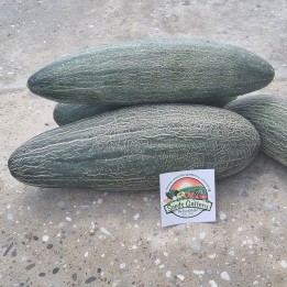 Semi di melone cetriolo reticolato armeno gigante - 2.025