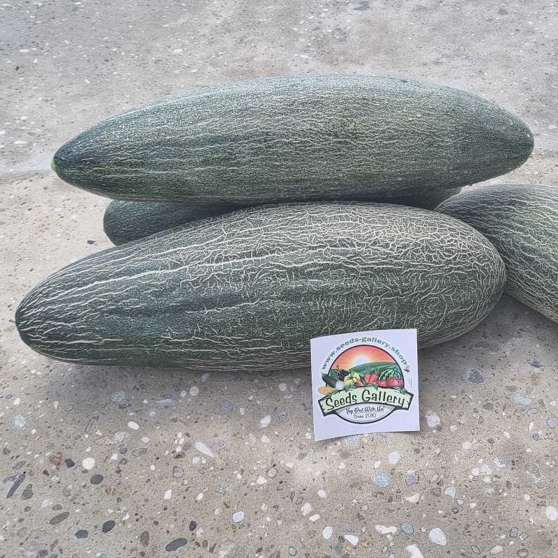 Giant Armenian reticulate Cucumber Melon seeds | Seeds Shop Store
