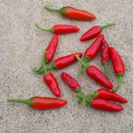 Semi Di Peperoncino Pinguita de Mono - 1.665