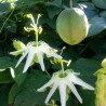 SURURUCA Seeds (Passiflora setacea) | Seeds Shop Store