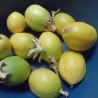 SURURUCA Seeds (Passiflora setacea) | Seeds Shop Store