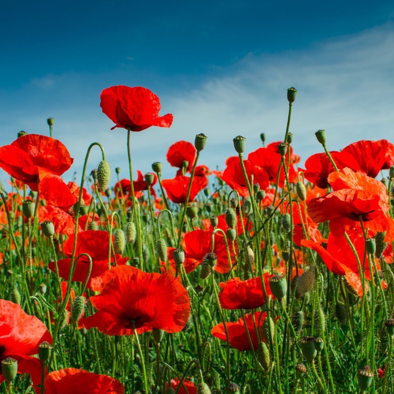 Red poppy Seeds (Papaver rhoeas) | Seeds Shop Store