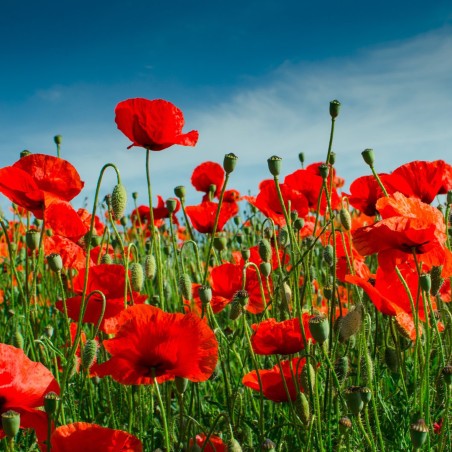 Red poppy Seeds (Papaver rhoeas) | Seeds Shop Store