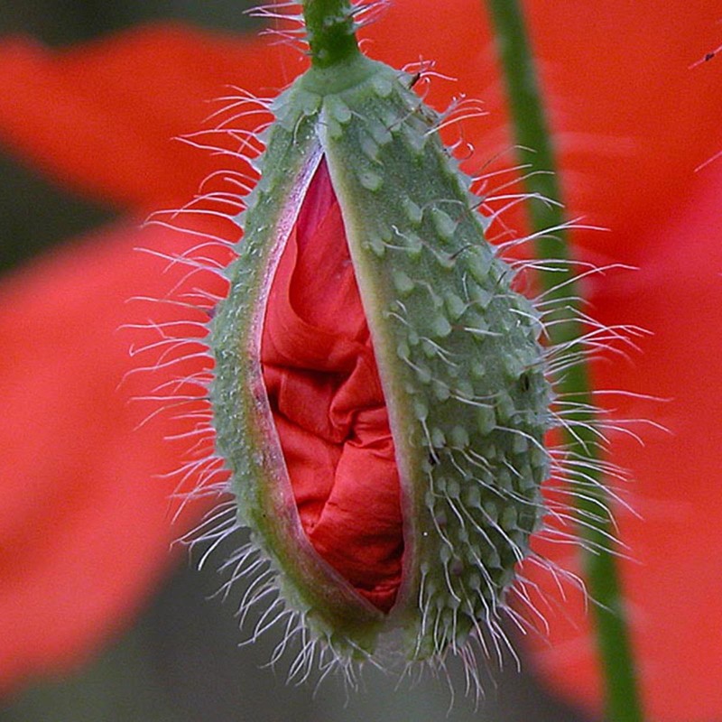 Red poppy Seeds (Papaver rhoeas) | Seeds Shop Store