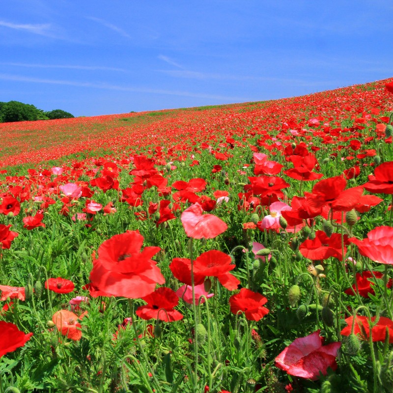 Red poppy Seeds (Papaver rhoeas) | Seeds Shop Store