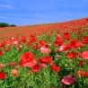 Red poppy Seeds (Papaver rhoeas) | Seeds Shop Store