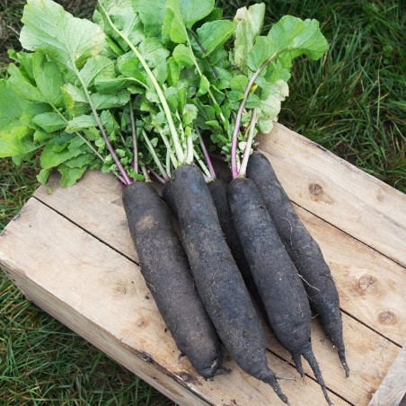 Sementes de Beterraba montanha negra | Seeds Shop Store