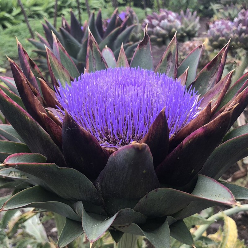 Semi di carciofo VIOLET DE PROVENCE | Seeds Shop Store