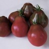 Black Truffle Tomatensamen | Seeds Shop Store