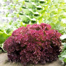 Lettuce Seeds Lollo Rossa - 234.57915