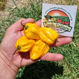 100 Semillas de Chile Habanero Amarillo - 5.355