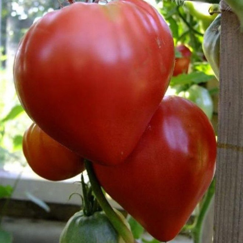 Eagle Heart Siberian Tomato Seeds | Seeds Shop Store