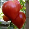 Eagle Heart Siberian Tomato Seeds | Seeds Shop Store
