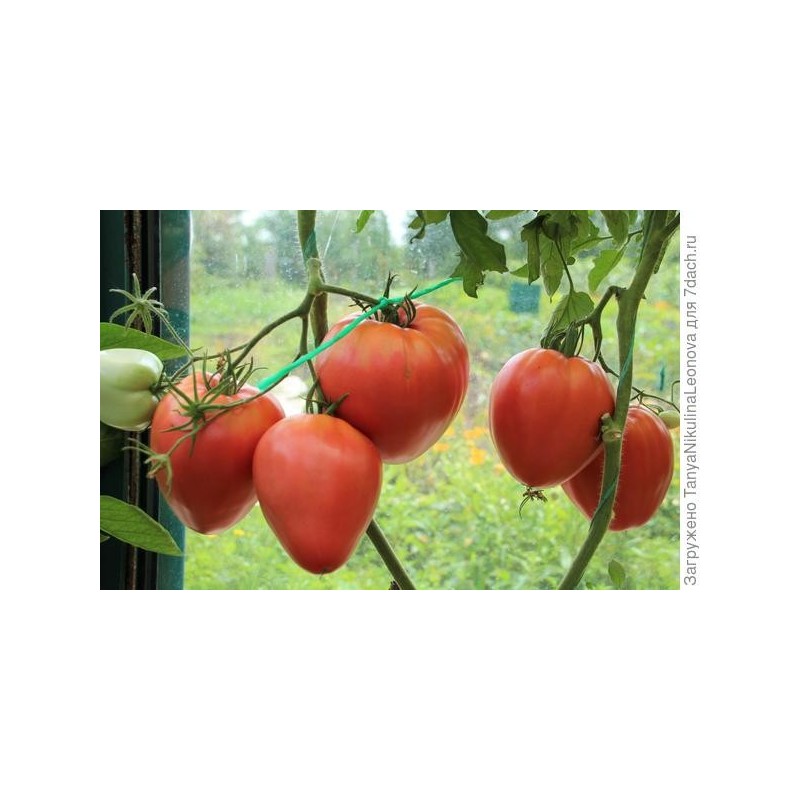Eagle Heart Siberian Tomato Seeds | Seeds Shop Store