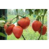 Eagle Heart Siberian Tomato Seeds | Seeds Shop Store