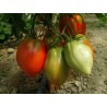 Eagle Heart Siberian Tomato Seeds | Seeds Shop Store