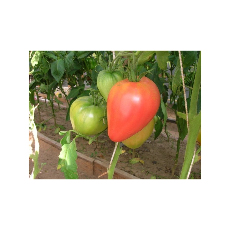 Eagle Heart Siberian Tomato Seeds | Seeds Shop Store