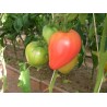 Eagle Heart Siberian Tomato Seeds | Seeds Shop Store