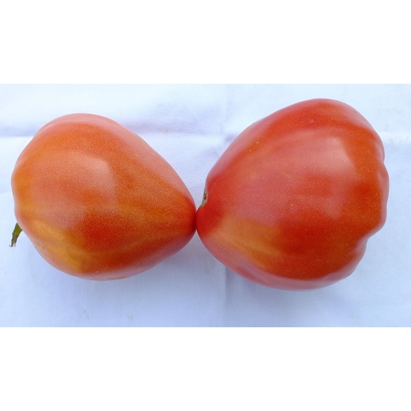 Eagle Heart Siberian Tomato Seeds | Seeds Shop Store
