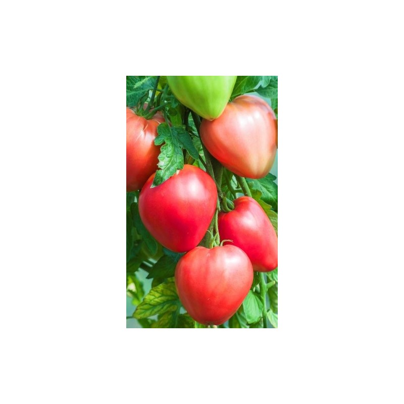 Eagle Heart Siberian Tomato Seeds | Seeds Shop Store