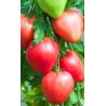 Eagle Heart Siberian Tomato Seeds | Seeds Shop Store