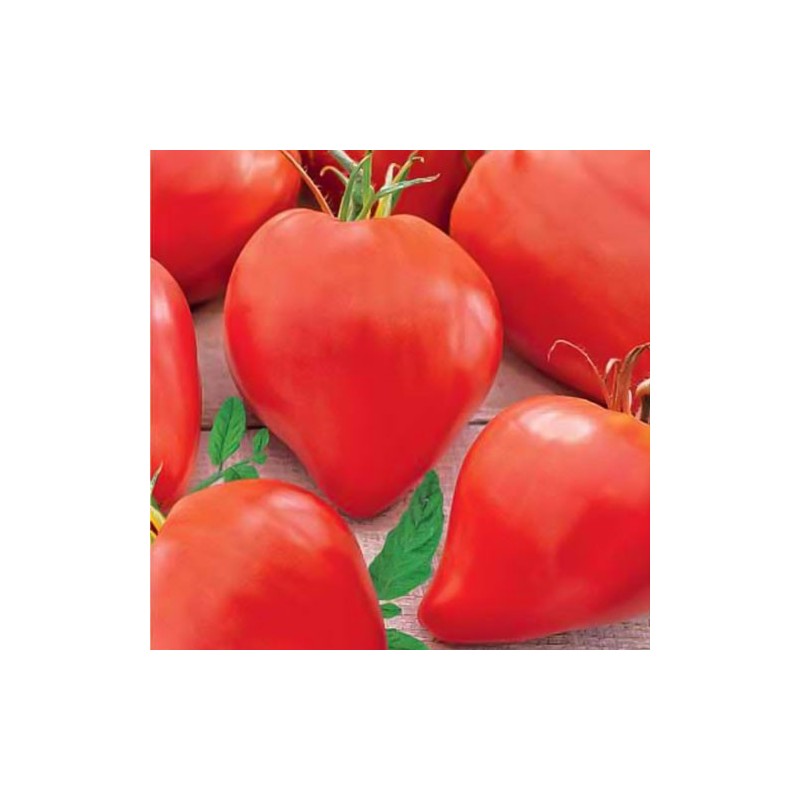 Eagle Heart Siberian Tomato Seeds | Seeds Shop Store