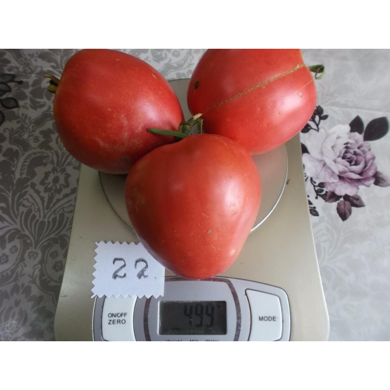 Eagle Heart Siberian Tomato Seeds | Seeds Shop Store