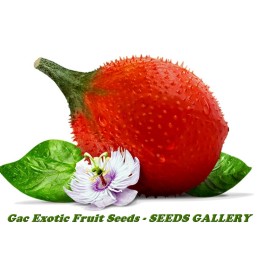 Gac, Gac Fruit, Baby Jackfruit Seme - 3.85