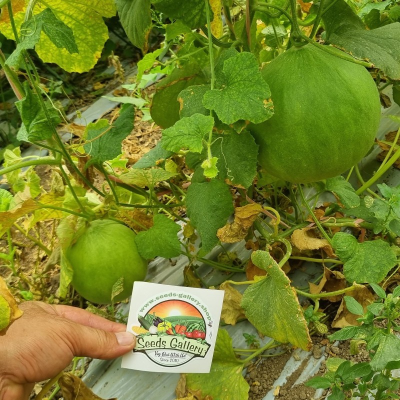 Cucumber Melon Seeds - Carosello Barattiere | Seeds Shop Store