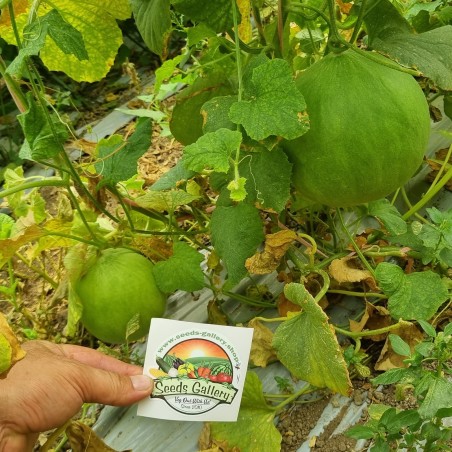 Cucumber Melon Seeds - Carosello Barattiere | Seeds Shop Store